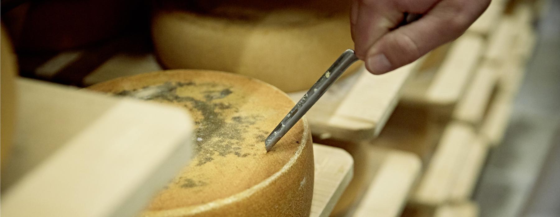 Image of cheese tasting at the Gläserne Molkerei dairy in Münchehofe